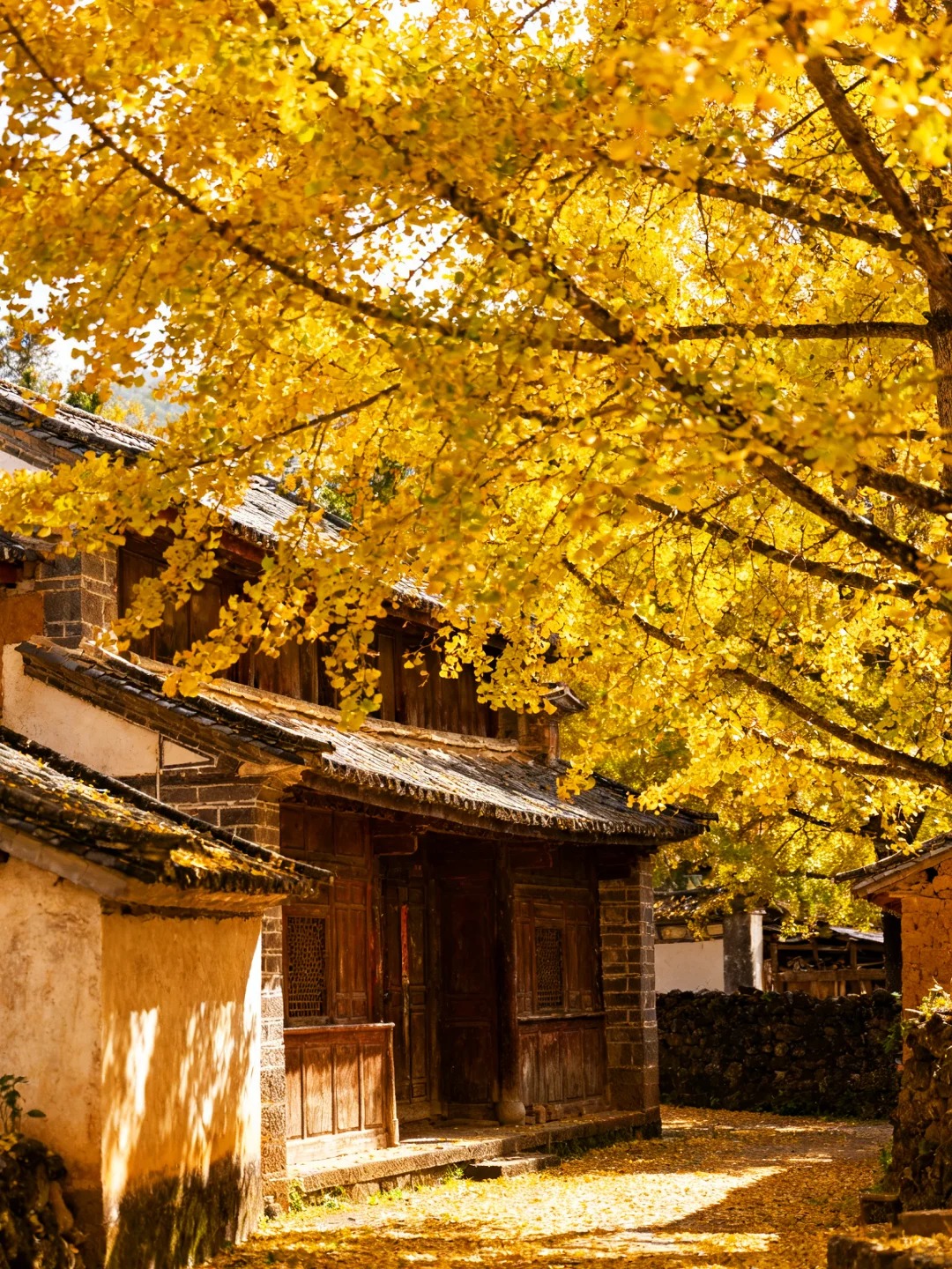 云南腾冲银杏村｜坠入金色童话世界✨_9_晚和风_云南-来自52tours 我爱旅游网